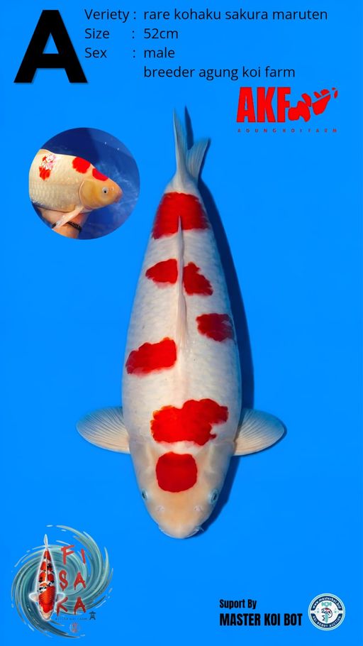 Lelang Koi Online, Jual Beli Ikan Koi, Pusat Jual Beli Koi, Info Lelang Koi Hari Ini, Platform Jual Beli Koi, Jual Beli Ikan Koi Online, Marketplace Ikan Koi, Jual Koi Terbaik, Tempat Beli Koi Berkualitas, Pasar Ikan Koi Online Terpercaya, Penjual Ikan Koi Terpercaya, Beli Koi Hias Online, Ikan Koi untuk Dijual, Koi Kualitas Terbaik, Toko Online Ikan Koi, Koi Hias Untuk Dijual, Jual Beli Ikan Koi Lokal, Koi Indonesia Online, Pusat Jual Beli Koi Terbesar