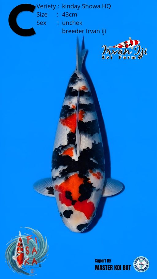 Lelang Koi Online, Jual Beli Ikan Koi, Pusat Jual Beli Koi, Info Lelang Koi Hari Ini, Platform Jual Beli Koi, Jual Beli Ikan Koi Online, Marketplace Ikan Koi, Jual Koi Terbaik, Tempat Beli Koi Berkualitas, Pasar Ikan Koi Online Terpercaya, Penjual Ikan Koi Terpercaya, Beli Koi Hias Online, Ikan Koi untuk Dijual, Koi Kualitas Terbaik, Toko Online Ikan Koi, Koi Hias Untuk Dijual, Jual Beli Ikan Koi Lokal, Koi Indonesia Online, Pusat Jual Beli Koi Terbesar