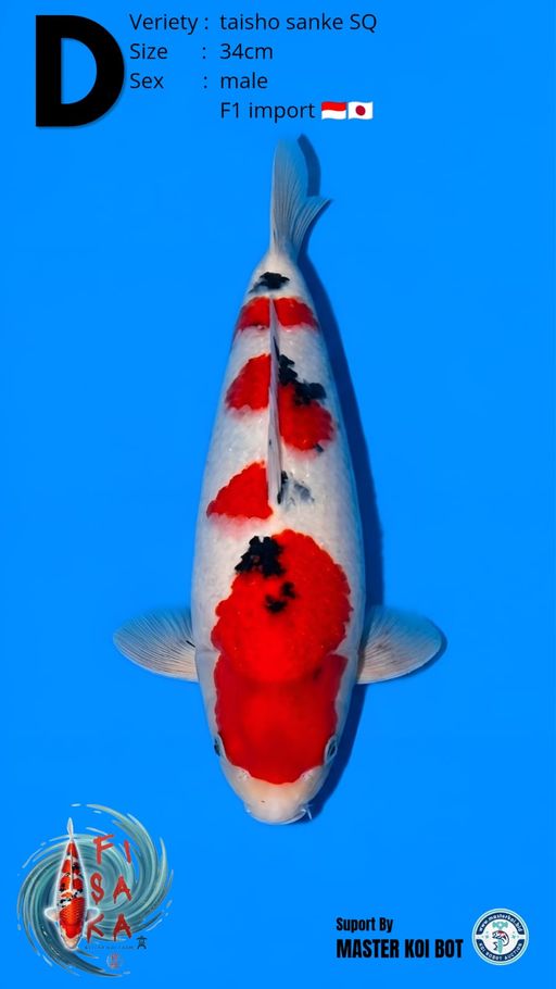 Lelang Koi Online, Jual Beli Ikan Koi, Pusat Jual Beli Koi, Info Lelang Koi Hari Ini, Platform Jual Beli Koi, Jual Beli Ikan Koi Online, Marketplace Ikan Koi, Jual Koi Terbaik, Tempat Beli Koi Berkualitas, Pasar Ikan Koi Online Terpercaya, Penjual Ikan Koi Terpercaya, Beli Koi Hias Online, Ikan Koi untuk Dijual, Koi Kualitas Terbaik, Toko Online Ikan Koi, Koi Hias Untuk Dijual, Jual Beli Ikan Koi Lokal, Koi Indonesia Online, Pusat Jual Beli Koi Terbesar