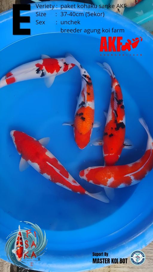 Lelang Koi Online, Jual Beli Ikan Koi, Pusat Jual Beli Koi, Info Lelang Koi Hari Ini, Platform Jual Beli Koi, Jual Beli Ikan Koi Online, Marketplace Ikan Koi, Jual Koi Terbaik, Tempat Beli Koi Berkualitas, Pasar Ikan Koi Online Terpercaya, Penjual Ikan Koi Terpercaya, Beli Koi Hias Online, Ikan Koi untuk Dijual, Koi Kualitas Terbaik, Toko Online Ikan Koi, Koi Hias Untuk Dijual, Jual Beli Ikan Koi Lokal, Koi Indonesia Online, Pusat Jual Beli Koi Terbesar