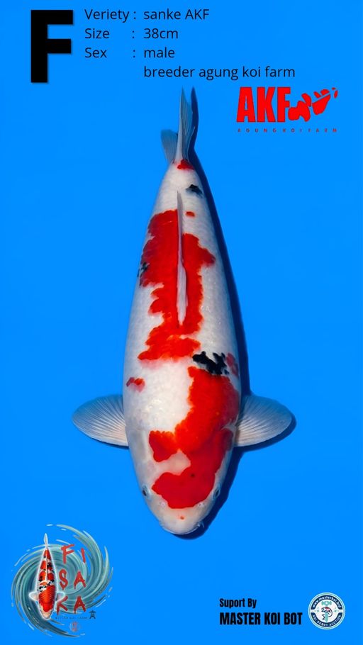 Lelang Koi Online, Jual Beli Ikan Koi, Pusat Jual Beli Koi, Info Lelang Koi Hari Ini, Platform Jual Beli Koi, Jual Beli Ikan Koi Online, Marketplace Ikan Koi, Jual Koi Terbaik, Tempat Beli Koi Berkualitas, Pasar Ikan Koi Online Terpercaya, Penjual Ikan Koi Terpercaya, Beli Koi Hias Online, Ikan Koi untuk Dijual, Koi Kualitas Terbaik, Toko Online Ikan Koi, Koi Hias Untuk Dijual, Jual Beli Ikan Koi Lokal, Koi Indonesia Online, Pusat Jual Beli Koi Terbesar