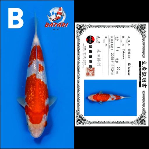 Lelang Koi Online, Jual Beli Ikan Koi, Pusat Jual Beli Koi, Info Lelang Koi Hari Ini, Platform Jual Beli Koi, Jual Beli Ikan Koi Online, Marketplace Ikan Koi, Jual Koi Terbaik, Tempat Beli Koi Berkualitas, Pasar Ikan Koi Online Terpercaya, Penjual Ikan Koi Terpercaya, Beli Koi Hias Online, Ikan Koi untuk Dijual, Koi Kualitas Terbaik, Toko Online Ikan Koi, Koi Hias Untuk Dijual, Jual Beli Ikan Koi Lokal, Koi Indonesia Online, Pusat Jual Beli Koi Terbesar