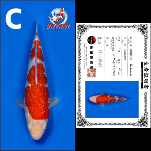 Lelang Koi Online, Jual Beli Ikan Koi, Pusat Jual Beli Koi, Info Lelang Koi Hari Ini, Platform Jual Beli Koi, Jual Beli Ikan Koi Online, Marketplace Ikan Koi, Jual Koi Terbaik, Tempat Beli Koi Berkualitas, Pasar Ikan Koi Online Terpercaya, Penjual Ikan Koi Terpercaya, Beli Koi Hias Online, Ikan Koi untuk Dijual, Koi Kualitas Terbaik, Toko Online Ikan Koi, Koi Hias Untuk Dijual, Jual Beli Ikan Koi Lokal, Koi Indonesia Online, Pusat Jual Beli Koi Terbesar