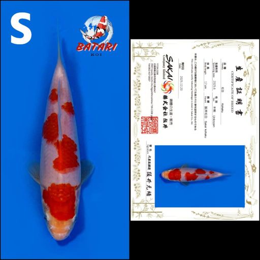 Lelang Koi Online, Jual Beli Ikan Koi, Pusat Jual Beli Koi, Info Lelang Koi Hari Ini, Platform Jual Beli Koi, Jual Beli Ikan Koi Online, Marketplace Ikan Koi, Jual Koi Terbaik, Tempat Beli Koi Berkualitas, Pasar Ikan Koi Online Terpercaya, Penjual Ikan Koi Terpercaya, Beli Koi Hias Online, Ikan Koi untuk Dijual, Koi Kualitas Terbaik, Toko Online Ikan Koi, Koi Hias Untuk Dijual, Jual Beli Ikan Koi Lokal, Koi Indonesia Online, Pusat Jual Beli Koi Terbesar
