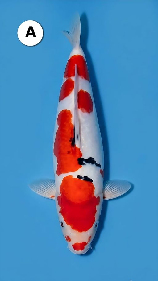 Lelang Koi Online, Jual Beli Ikan Koi, Pusat Jual Beli Koi, Info Lelang Koi Hari Ini, Platform Jual Beli Koi, Jual Beli Ikan Koi Online, Marketplace Ikan Koi, Jual Koi Terbaik, Tempat Beli Koi Berkualitas, Pasar Ikan Koi Online Terpercaya, Penjual Ikan Koi Terpercaya, Beli Koi Hias Online, Ikan Koi untuk Dijual, Koi Kualitas Terbaik, Toko Online Ikan Koi, Koi Hias Untuk Dijual, Jual Beli Ikan Koi Lokal, Koi Indonesia Online, Pusat Jual Beli Koi Terbesar