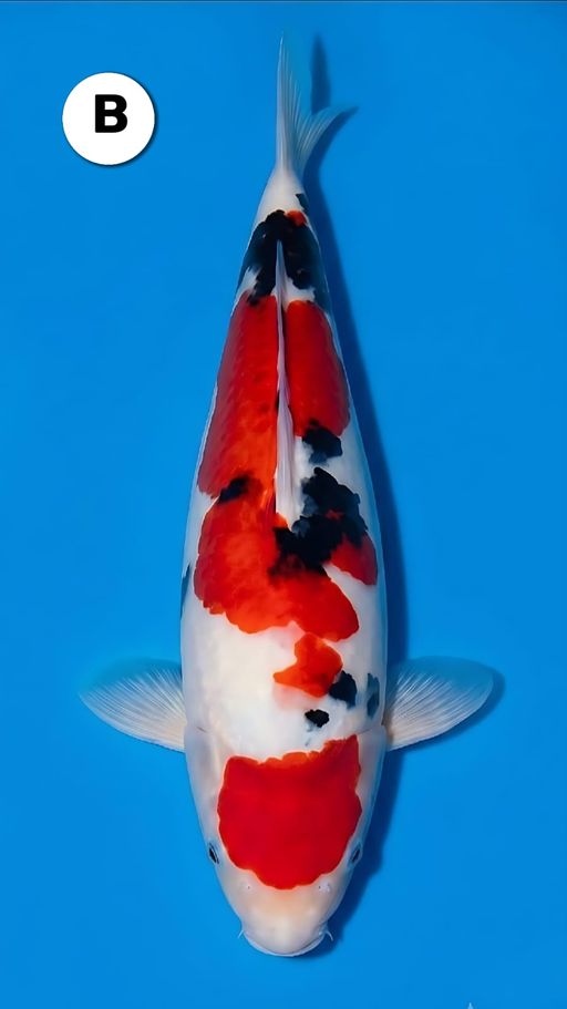 Lelang Koi Online, Jual Beli Ikan Koi, Pusat Jual Beli Koi, Info Lelang Koi Hari Ini, Platform Jual Beli Koi, Jual Beli Ikan Koi Online, Marketplace Ikan Koi, Jual Koi Terbaik, Tempat Beli Koi Berkualitas, Pasar Ikan Koi Online Terpercaya, Penjual Ikan Koi Terpercaya, Beli Koi Hias Online, Ikan Koi untuk Dijual, Koi Kualitas Terbaik, Toko Online Ikan Koi, Koi Hias Untuk Dijual, Jual Beli Ikan Koi Lokal, Koi Indonesia Online, Pusat Jual Beli Koi Terbesar
