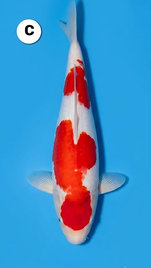 Lelang Koi Online, Jual Beli Ikan Koi, Pusat Jual Beli Koi, Info Lelang Koi Hari Ini, Platform Jual Beli Koi, Jual Beli Ikan Koi Online, Marketplace Ikan Koi, Jual Koi Terbaik, Tempat Beli Koi Berkualitas, Pasar Ikan Koi Online Terpercaya, Penjual Ikan Koi Terpercaya, Beli Koi Hias Online, Ikan Koi untuk Dijual, Koi Kualitas Terbaik, Toko Online Ikan Koi, Koi Hias Untuk Dijual, Jual Beli Ikan Koi Lokal, Koi Indonesia Online, Pusat Jual Beli Koi Terbesar