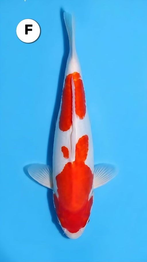 Lelang Koi Online, Jual Beli Ikan Koi, Pusat Jual Beli Koi, Info Lelang Koi Hari Ini, Platform Jual Beli Koi, Jual Beli Ikan Koi Online, Marketplace Ikan Koi, Jual Koi Terbaik, Tempat Beli Koi Berkualitas, Pasar Ikan Koi Online Terpercaya, Penjual Ikan Koi Terpercaya, Beli Koi Hias Online, Ikan Koi untuk Dijual, Koi Kualitas Terbaik, Toko Online Ikan Koi, Koi Hias Untuk Dijual, Jual Beli Ikan Koi Lokal, Koi Indonesia Online, Pusat Jual Beli Koi Terbesar