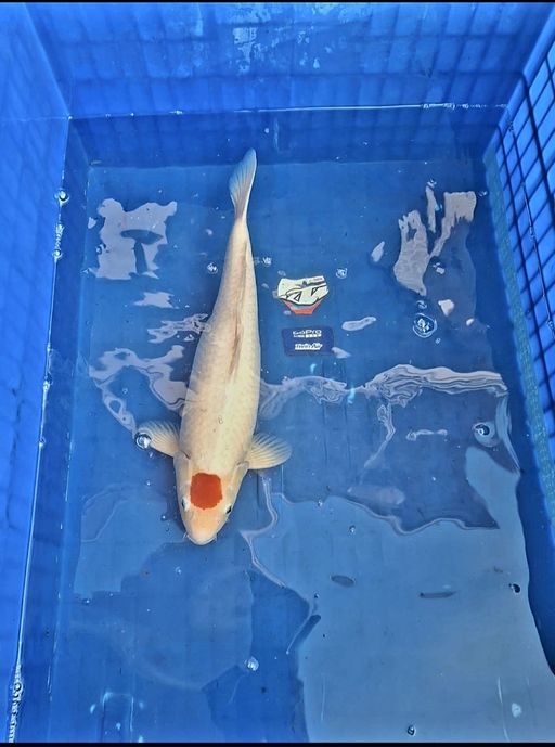 Lelang Koi Online, Jual Beli Ikan Koi, Pusat Jual Beli Koi, Info Lelang Koi Hari Ini, Platform Jual Beli Koi, Jual Beli Ikan Koi Online, Marketplace Ikan Koi, Jual Koi Terbaik, Tempat Beli Koi Berkualitas, Pasar Ikan Koi Online Terpercaya, Penjual Ikan Koi Terpercaya, Beli Koi Hias Online, Ikan Koi untuk Dijual, Koi Kualitas Terbaik, Toko Online Ikan Koi, Koi Hias Untuk Dijual, Jual Beli Ikan Koi Lokal, Koi Indonesia Online, Pusat Jual Beli Koi Terbesar