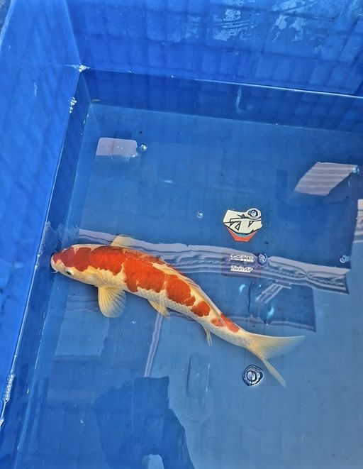 Lelang Koi Online, Jual Beli Ikan Koi, Pusat Jual Beli Koi, Info Lelang Koi Hari Ini, Platform Jual Beli Koi, Jual Beli Ikan Koi Online, Marketplace Ikan Koi, Jual Koi Terbaik, Tempat Beli Koi Berkualitas, Pasar Ikan Koi Online Terpercaya, Penjual Ikan Koi Terpercaya, Beli Koi Hias Online, Ikan Koi untuk Dijual, Koi Kualitas Terbaik, Toko Online Ikan Koi, Koi Hias Untuk Dijual, Jual Beli Ikan Koi Lokal, Koi Indonesia Online, Pusat Jual Beli Koi Terbesar