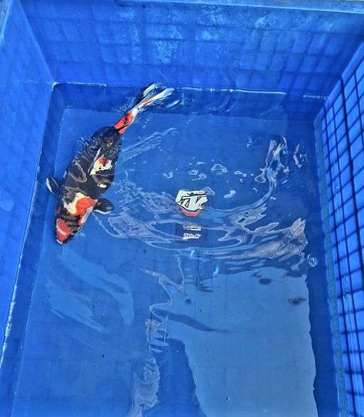 Lelang Koi Online, Jual Beli Ikan Koi, Pusat Jual Beli Koi, Info Lelang Koi Hari Ini, Platform Jual Beli Koi, Jual Beli Ikan Koi Online, Marketplace Ikan Koi, Jual Koi Terbaik, Tempat Beli Koi Berkualitas, Pasar Ikan Koi Online Terpercaya, Penjual Ikan Koi Terpercaya, Beli Koi Hias Online, Ikan Koi untuk Dijual, Koi Kualitas Terbaik, Toko Online Ikan Koi, Koi Hias Untuk Dijual, Jual Beli Ikan Koi Lokal, Koi Indonesia Online, Pusat Jual Beli Koi Terbesar