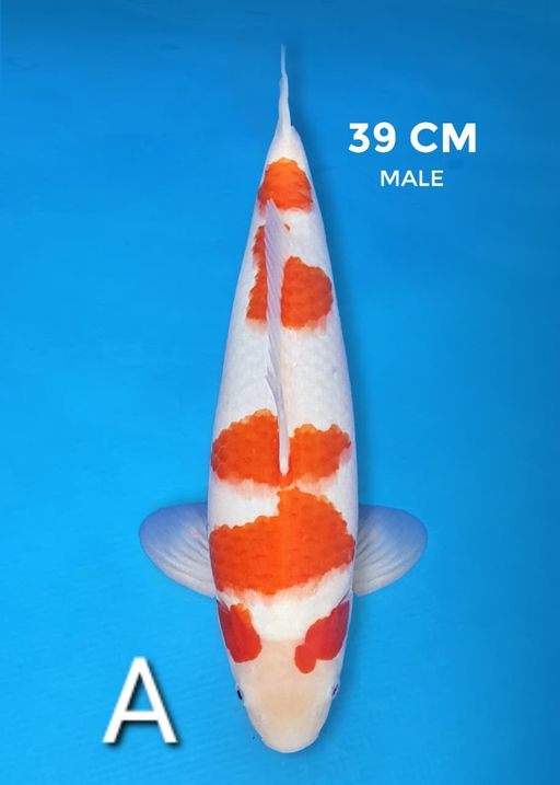 Lelang Koi Online, Jual Beli Ikan Koi, Pusat Jual Beli Koi, Info Lelang Koi Hari Ini, Platform Jual Beli Koi, Jual Beli Ikan Koi Online, Marketplace Ikan Koi, Jual Koi Terbaik, Tempat Beli Koi Berkualitas, Pasar Ikan Koi Online Terpercaya, Penjual Ikan Koi Terpercaya, Beli Koi Hias Online, Ikan Koi untuk Dijual, Koi Kualitas Terbaik, Toko Online Ikan Koi, Koi Hias Untuk Dijual, Jual Beli Ikan Koi Lokal, Koi Indonesia Online, Pusat Jual Beli Koi Terbesar