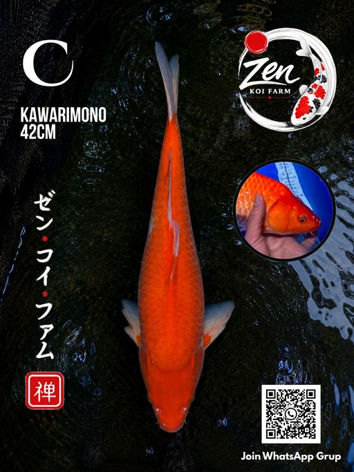 Lelang Koi Online, Jual Beli Ikan Koi, Pusat Jual Beli Koi, Info Lelang Koi Hari Ini, Platform Jual Beli Koi, Jual Beli Ikan Koi Online, Marketplace Ikan Koi, Jual Koi Terbaik, Tempat Beli Koi Berkualitas, Pasar Ikan Koi Online Terpercaya, Penjual Ikan Koi Terpercaya, Beli Koi Hias Online, Ikan Koi untuk Dijual, Koi Kualitas Terbaik, Toko Online Ikan Koi, Koi Hias Untuk Dijual, Jual Beli Ikan Koi Lokal, Koi Indonesia Online, Pusat Jual Beli Koi Terbesar