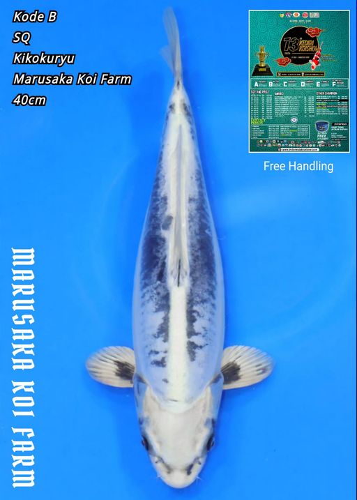 Lelang Koi Online, Jual Beli Ikan Koi, Pusat Jual Beli Koi, Info Lelang Koi Hari Ini, Platform Jual Beli Koi, Jual Beli Ikan Koi Online, Marketplace Ikan Koi, Jual Koi Terbaik, Tempat Beli Koi Berkualitas, Pasar Ikan Koi Online Terpercaya, Penjual Ikan Koi Terpercaya, Beli Koi Hias Online, Ikan Koi untuk Dijual, Koi Kualitas Terbaik, Toko Online Ikan Koi, Koi Hias Untuk Dijual, Jual Beli Ikan Koi Lokal, Koi Indonesia Online, Pusat Jual Beli Koi Terbesar
