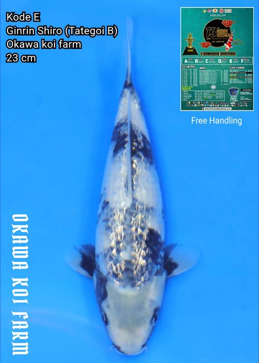 Lelang Koi Online, Jual Beli Ikan Koi, Pusat Jual Beli Koi, Info Lelang Koi Hari Ini, Platform Jual Beli Koi, Jual Beli Ikan Koi Online, Marketplace Ikan Koi, Jual Koi Terbaik, Tempat Beli Koi Berkualitas, Pasar Ikan Koi Online Terpercaya, Penjual Ikan Koi Terpercaya, Beli Koi Hias Online, Ikan Koi untuk Dijual, Koi Kualitas Terbaik, Toko Online Ikan Koi, Koi Hias Untuk Dijual, Jual Beli Ikan Koi Lokal, Koi Indonesia Online, Pusat Jual Beli Koi Terbesar