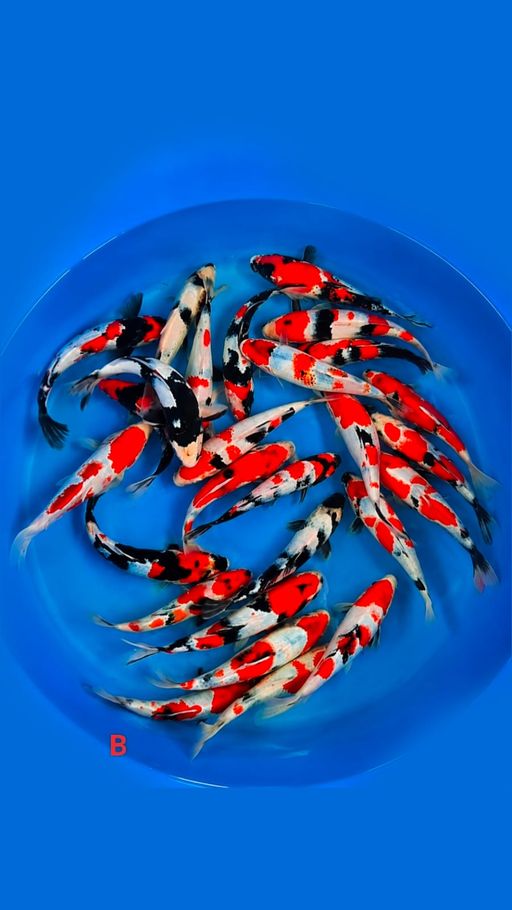 Lelang Koi Online, Jual Beli Ikan Koi, Pusat Jual Beli Koi, Info Lelang Koi Hari Ini, Platform Jual Beli Koi, Jual Beli Ikan Koi Online, Marketplace Ikan Koi, Jual Koi Terbaik, Tempat Beli Koi Berkualitas, Pasar Ikan Koi Online Terpercaya, Penjual Ikan Koi Terpercaya, Beli Koi Hias Online, Ikan Koi untuk Dijual, Koi Kualitas Terbaik, Toko Online Ikan Koi, Koi Hias Untuk Dijual, Jual Beli Ikan Koi Lokal, Koi Indonesia Online, Pusat Jual Beli Koi Terbesar