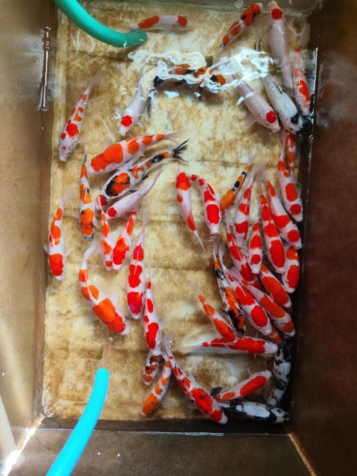Lelang Koi Online, Jual Beli Ikan Koi, Pusat Jual Beli Koi, Info Lelang Koi Hari Ini, Platform Jual Beli Koi, Jual Beli Ikan Koi Online, Marketplace Ikan Koi, Jual Koi Terbaik, Tempat Beli Koi Berkualitas, Pasar Ikan Koi Online Terpercaya, Penjual Ikan Koi Terpercaya, Beli Koi Hias Online, Ikan Koi untuk Dijual, Koi Kualitas Terbaik, Toko Online Ikan Koi, Koi Hias Untuk Dijual, Jual Beli Ikan Koi Lokal, Koi Indonesia Online, Pusat Jual Beli Koi Terbesar