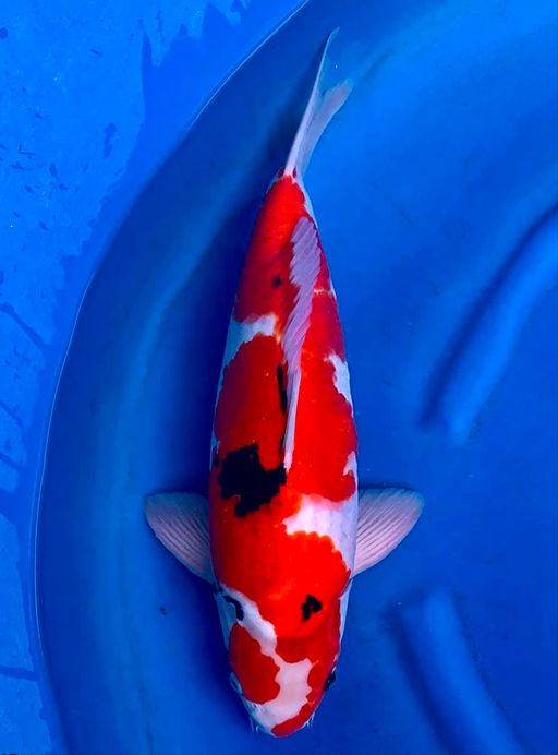 Lelang Koi Online, Jual Beli Ikan Koi, Pusat Jual Beli Koi, Info Lelang Koi Hari Ini, Platform Jual Beli Koi, Jual Beli Ikan Koi Online, Marketplace Ikan Koi, Jual Koi Terbaik, Tempat Beli Koi Berkualitas, Pasar Ikan Koi Online Terpercaya, Penjual Ikan Koi Terpercaya, Beli Koi Hias Online, Ikan Koi untuk Dijual, Koi Kualitas Terbaik, Toko Online Ikan Koi, Koi Hias Untuk Dijual, Jual Beli Ikan Koi Lokal, Koi Indonesia Online, Pusat Jual Beli Koi Terbesar