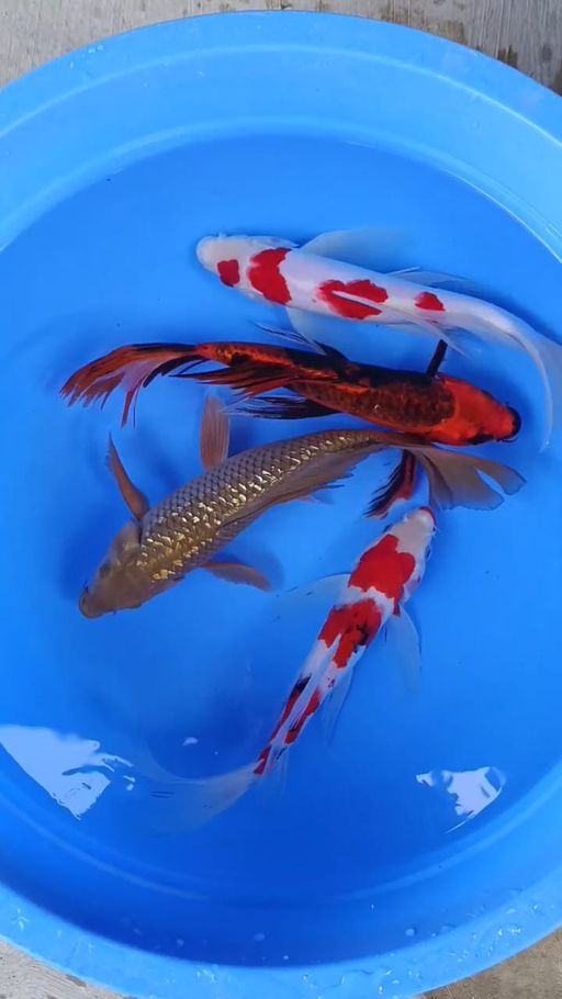 Lelang Koi Online, Jual Beli Ikan Koi, Pusat Jual Beli Koi, Info Lelang Koi Hari Ini, Platform Jual Beli Koi, Jual Beli Ikan Koi Online, Marketplace Ikan Koi, Jual Koi Terbaik, Tempat Beli Koi Berkualitas, Pasar Ikan Koi Online Terpercaya, Penjual Ikan Koi Terpercaya, Beli Koi Hias Online, Ikan Koi untuk Dijual, Koi Kualitas Terbaik, Toko Online Ikan Koi, Koi Hias Untuk Dijual, Jual Beli Ikan Koi Lokal, Koi Indonesia Online, Pusat Jual Beli Koi Terbesar
