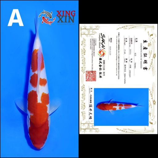 Lelang Koi Online, Jual Beli Ikan Koi, Pusat Jual Beli Koi, Info Lelang Koi Hari Ini, Platform Jual Beli Koi, Jual Beli Ikan Koi Online, Marketplace Ikan Koi, Jual Koi Terbaik, Tempat Beli Koi Berkualitas, Pasar Ikan Koi Online Terpercaya, Penjual Ikan Koi Terpercaya, Beli Koi Hias Online, Ikan Koi untuk Dijual, Koi Kualitas Terbaik, Toko Online Ikan Koi, Koi Hias Untuk Dijual, Jual Beli Ikan Koi Lokal, Koi Indonesia Online, Pusat Jual Beli Koi Terbesar
