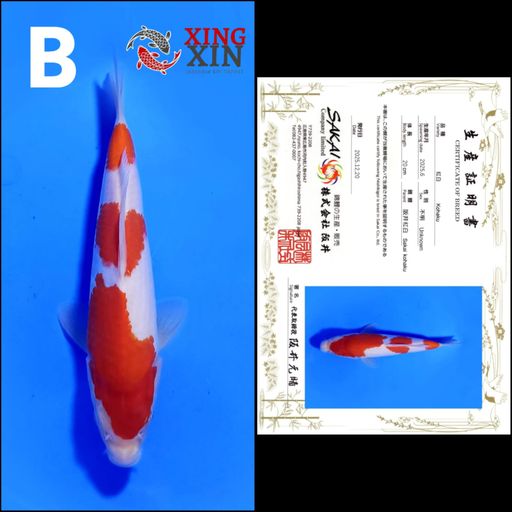 Lelang Koi Online, Jual Beli Ikan Koi, Pusat Jual Beli Koi, Info Lelang Koi Hari Ini, Platform Jual Beli Koi, Jual Beli Ikan Koi Online, Marketplace Ikan Koi, Jual Koi Terbaik, Tempat Beli Koi Berkualitas, Pasar Ikan Koi Online Terpercaya, Penjual Ikan Koi Terpercaya, Beli Koi Hias Online, Ikan Koi untuk Dijual, Koi Kualitas Terbaik, Toko Online Ikan Koi, Koi Hias Untuk Dijual, Jual Beli Ikan Koi Lokal, Koi Indonesia Online, Pusat Jual Beli Koi Terbesar