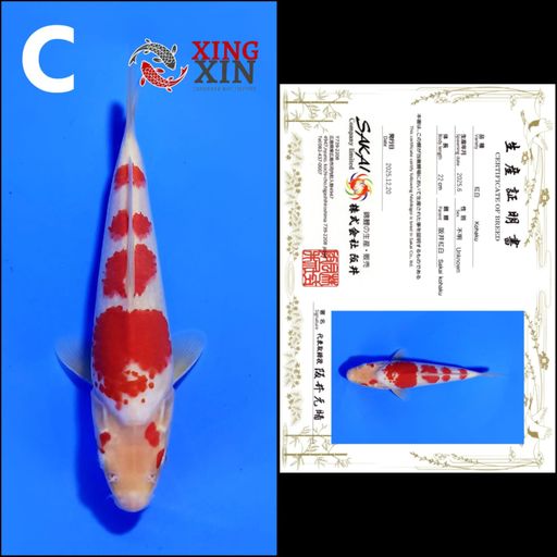 Lelang Koi Online, Jual Beli Ikan Koi, Pusat Jual Beli Koi, Info Lelang Koi Hari Ini, Platform Jual Beli Koi, Jual Beli Ikan Koi Online, Marketplace Ikan Koi, Jual Koi Terbaik, Tempat Beli Koi Berkualitas, Pasar Ikan Koi Online Terpercaya, Penjual Ikan Koi Terpercaya, Beli Koi Hias Online, Ikan Koi untuk Dijual, Koi Kualitas Terbaik, Toko Online Ikan Koi, Koi Hias Untuk Dijual, Jual Beli Ikan Koi Lokal, Koi Indonesia Online, Pusat Jual Beli Koi Terbesar