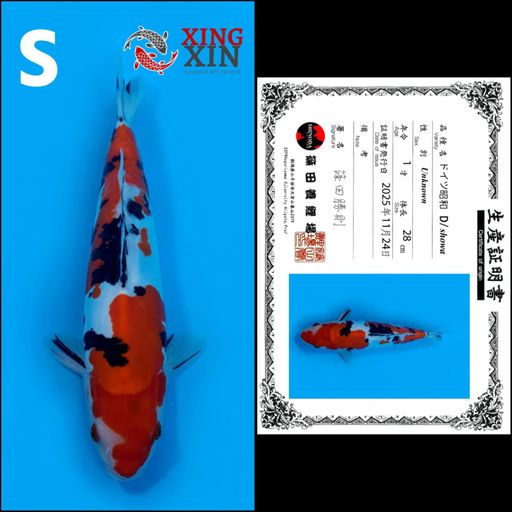 Lelang Koi Online, Jual Beli Ikan Koi, Pusat Jual Beli Koi, Info Lelang Koi Hari Ini, Platform Jual Beli Koi, Jual Beli Ikan Koi Online, Marketplace Ikan Koi, Jual Koi Terbaik, Tempat Beli Koi Berkualitas, Pasar Ikan Koi Online Terpercaya, Penjual Ikan Koi Terpercaya, Beli Koi Hias Online, Ikan Koi untuk Dijual, Koi Kualitas Terbaik, Toko Online Ikan Koi, Koi Hias Untuk Dijual, Jual Beli Ikan Koi Lokal, Koi Indonesia Online, Pusat Jual Beli Koi Terbesar