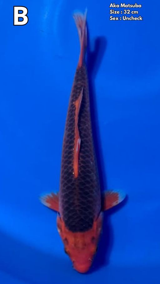 Lelang Koi Online, Jual Beli Ikan Koi, Pusat Jual Beli Koi, Info Lelang Koi Hari Ini, Platform Jual Beli Koi, Jual Beli Ikan Koi Online, Marketplace Ikan Koi, Jual Koi Terbaik, Tempat Beli Koi Berkualitas, Pasar Ikan Koi Online Terpercaya, Penjual Ikan Koi Terpercaya, Beli Koi Hias Online, Ikan Koi untuk Dijual, Koi Kualitas Terbaik, Toko Online Ikan Koi, Koi Hias Untuk Dijual, Jual Beli Ikan Koi Lokal, Koi Indonesia Online, Pusat Jual Beli Koi Terbesar