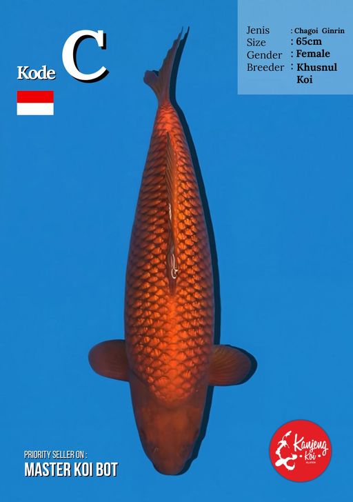 Lelang Koi Online, Jual Beli Ikan Koi, Pusat Jual Beli Koi, Info Lelang Koi Hari Ini, Platform Jual Beli Koi, Jual Beli Ikan Koi Online, Marketplace Ikan Koi, Jual Koi Terbaik, Tempat Beli Koi Berkualitas, Pasar Ikan Koi Online Terpercaya, Penjual Ikan Koi Terpercaya, Beli Koi Hias Online, Ikan Koi untuk Dijual, Koi Kualitas Terbaik, Toko Online Ikan Koi, Koi Hias Untuk Dijual, Jual Beli Ikan Koi Lokal, Koi Indonesia Online, Pusat Jual Beli Koi Terbesar