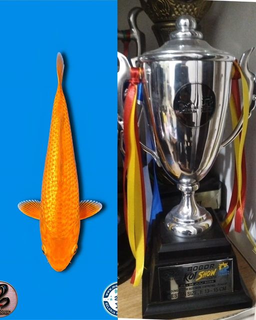 Lelang Koi Online, Jual Beli Ikan Koi, Pusat Jual Beli Koi, Info Lelang Koi Hari Ini, Platform Jual Beli Koi, Jual Beli Ikan Koi Online, Marketplace Ikan Koi, Jual Koi Terbaik, Tempat Beli Koi Berkualitas, Pasar Ikan Koi Online Terpercaya, Penjual Ikan Koi Terpercaya, Beli Koi Hias Online, Ikan Koi untuk Dijual, Koi Kualitas Terbaik, Toko Online Ikan Koi, Koi Hias Untuk Dijual, Jual Beli Ikan Koi Lokal, Koi Indonesia Online, Pusat Jual Beli Koi Terbesar
