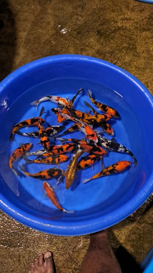 Lelang Koi Online, Jual Beli Ikan Koi, Pusat Jual Beli Koi, Info Lelang Koi Hari Ini, Platform Jual Beli Koi, Jual Beli Ikan Koi Online, Marketplace Ikan Koi, Jual Koi Terbaik, Tempat Beli Koi Berkualitas, Pasar Ikan Koi Online Terpercaya, Penjual Ikan Koi Terpercaya, Beli Koi Hias Online, Ikan Koi untuk Dijual, Koi Kualitas Terbaik, Toko Online Ikan Koi, Koi Hias Untuk Dijual, Jual Beli Ikan Koi Lokal, Koi Indonesia Online, Pusat Jual Beli Koi Terbesar
