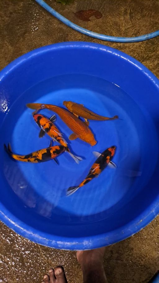 Lelang Koi Online, Jual Beli Ikan Koi, Pusat Jual Beli Koi, Info Lelang Koi Hari Ini, Platform Jual Beli Koi, Jual Beli Ikan Koi Online, Marketplace Ikan Koi, Jual Koi Terbaik, Tempat Beli Koi Berkualitas, Pasar Ikan Koi Online Terpercaya, Penjual Ikan Koi Terpercaya, Beli Koi Hias Online, Ikan Koi untuk Dijual, Koi Kualitas Terbaik, Toko Online Ikan Koi, Koi Hias Untuk Dijual, Jual Beli Ikan Koi Lokal, Koi Indonesia Online, Pusat Jual Beli Koi Terbesar