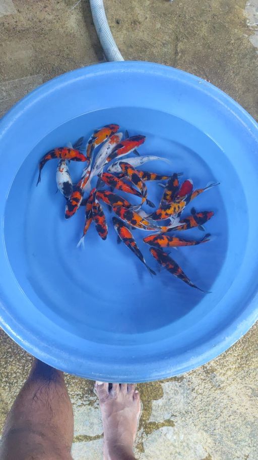 Lelang Koi Online, Jual Beli Ikan Koi, Pusat Jual Beli Koi, Info Lelang Koi Hari Ini, Platform Jual Beli Koi, Jual Beli Ikan Koi Online, Marketplace Ikan Koi, Jual Koi Terbaik, Tempat Beli Koi Berkualitas, Pasar Ikan Koi Online Terpercaya, Penjual Ikan Koi Terpercaya, Beli Koi Hias Online, Ikan Koi untuk Dijual, Koi Kualitas Terbaik, Toko Online Ikan Koi, Koi Hias Untuk Dijual, Jual Beli Ikan Koi Lokal, Koi Indonesia Online, Pusat Jual Beli Koi Terbesar