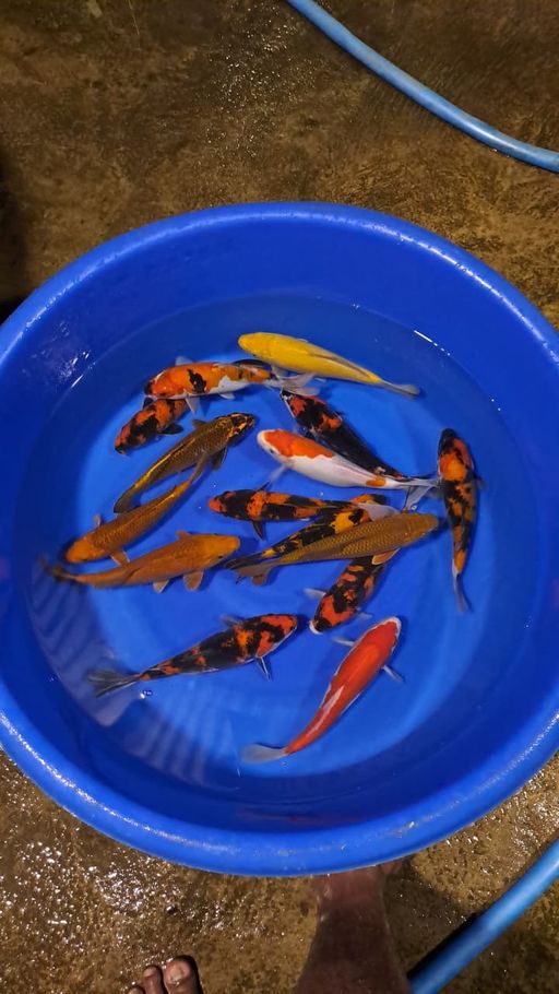 Lelang Koi Online, Jual Beli Ikan Koi, Pusat Jual Beli Koi, Info Lelang Koi Hari Ini, Platform Jual Beli Koi, Jual Beli Ikan Koi Online, Marketplace Ikan Koi, Jual Koi Terbaik, Tempat Beli Koi Berkualitas, Pasar Ikan Koi Online Terpercaya, Penjual Ikan Koi Terpercaya, Beli Koi Hias Online, Ikan Koi untuk Dijual, Koi Kualitas Terbaik, Toko Online Ikan Koi, Koi Hias Untuk Dijual, Jual Beli Ikan Koi Lokal, Koi Indonesia Online, Pusat Jual Beli Koi Terbesar