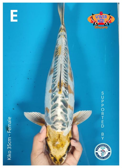 Lelang Koi Online, Jual Beli Ikan Koi, Pusat Jual Beli Koi, Info Lelang Koi Hari Ini, Platform Jual Beli Koi, Jual Beli Ikan Koi Online, Marketplace Ikan Koi, Jual Koi Terbaik, Tempat Beli Koi Berkualitas, Pasar Ikan Koi Online Terpercaya, Penjual Ikan Koi Terpercaya, Beli Koi Hias Online, Ikan Koi untuk Dijual, Koi Kualitas Terbaik, Toko Online Ikan Koi, Koi Hias Untuk Dijual, Jual Beli Ikan Koi Lokal, Koi Indonesia Online, Pusat Jual Beli Koi Terbesar