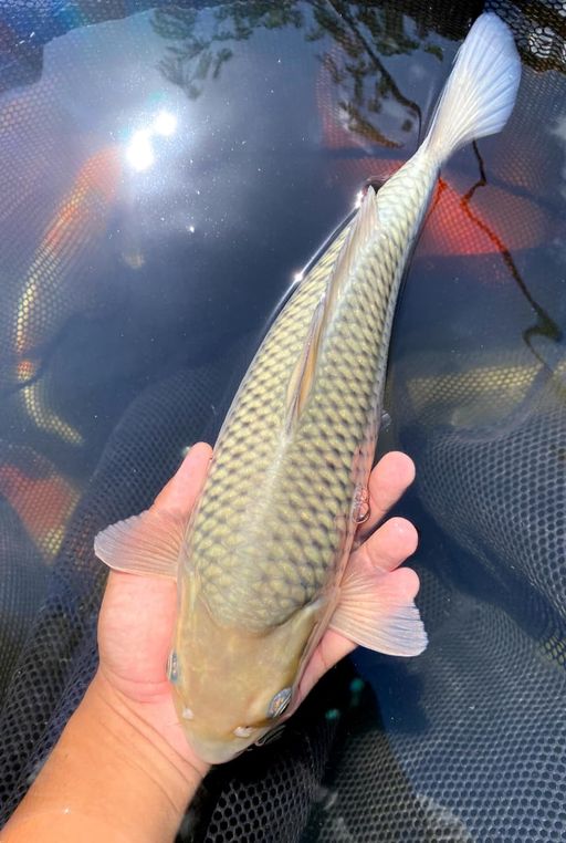 Lelang Koi Online, Jual Beli Ikan Koi, Pusat Jual Beli Koi, Info Lelang Koi Hari Ini, Platform Jual Beli Koi, Jual Beli Ikan Koi Online, Marketplace Ikan Koi, Jual Koi Terbaik, Tempat Beli Koi Berkualitas, Pasar Ikan Koi Online Terpercaya, Penjual Ikan Koi Terpercaya, Beli Koi Hias Online, Ikan Koi untuk Dijual, Koi Kualitas Terbaik, Toko Online Ikan Koi, Koi Hias Untuk Dijual, Jual Beli Ikan Koi Lokal, Koi Indonesia Online, Pusat Jual Beli Koi Terbesar