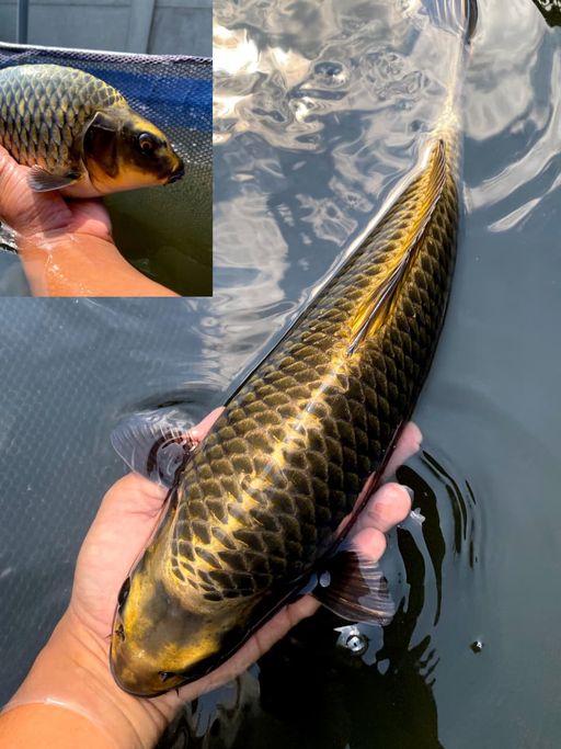 Lelang Koi Online, Jual Beli Ikan Koi, Pusat Jual Beli Koi, Info Lelang Koi Hari Ini, Platform Jual Beli Koi, Jual Beli Ikan Koi Online, Marketplace Ikan Koi, Jual Koi Terbaik, Tempat Beli Koi Berkualitas, Pasar Ikan Koi Online Terpercaya, Penjual Ikan Koi Terpercaya, Beli Koi Hias Online, Ikan Koi untuk Dijual, Koi Kualitas Terbaik, Toko Online Ikan Koi, Koi Hias Untuk Dijual, Jual Beli Ikan Koi Lokal, Koi Indonesia Online, Pusat Jual Beli Koi Terbesar