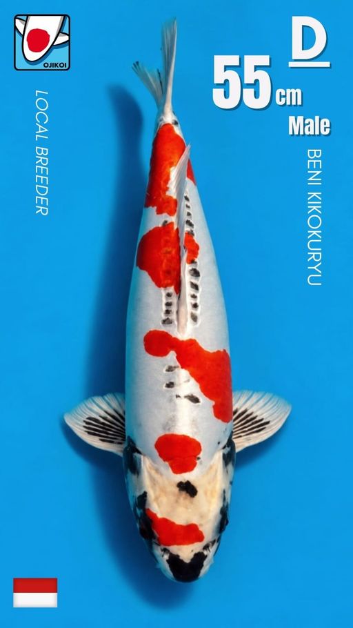 Lelang Koi Online, Jual Beli Ikan Koi, Pusat Jual Beli Koi, Info Lelang Koi Hari Ini, Platform Jual Beli Koi, Jual Beli Ikan Koi Online, Marketplace Ikan Koi, Jual Koi Terbaik, Tempat Beli Koi Berkualitas, Pasar Ikan Koi Online Terpercaya, Penjual Ikan Koi Terpercaya, Beli Koi Hias Online, Ikan Koi untuk Dijual, Koi Kualitas Terbaik, Toko Online Ikan Koi, Koi Hias Untuk Dijual, Jual Beli Ikan Koi Lokal, Koi Indonesia Online, Pusat Jual Beli Koi Terbesar