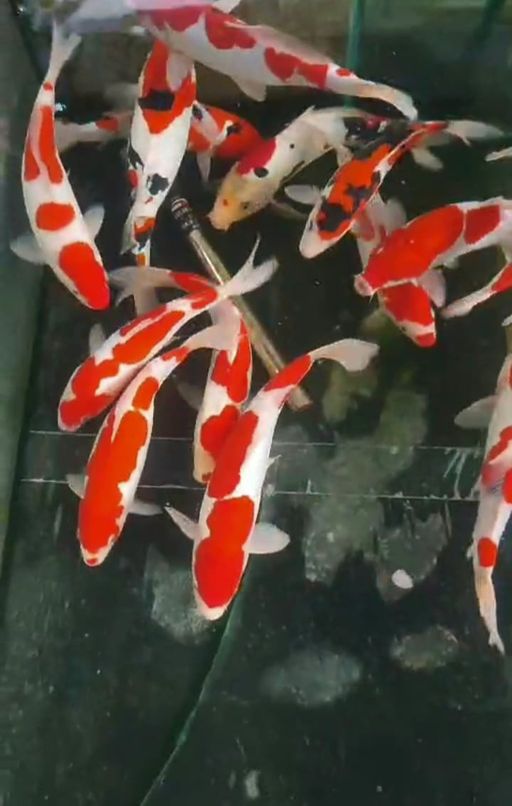 Lelang Koi Online, Jual Beli Ikan Koi, Pusat Jual Beli Koi, Info Lelang Koi Hari Ini, Platform Jual Beli Koi, Jual Beli Ikan Koi Online, Marketplace Ikan Koi, Jual Koi Terbaik, Tempat Beli Koi Berkualitas, Pasar Ikan Koi Online Terpercaya, Penjual Ikan Koi Terpercaya, Beli Koi Hias Online, Ikan Koi untuk Dijual, Koi Kualitas Terbaik, Toko Online Ikan Koi, Koi Hias Untuk Dijual, Jual Beli Ikan Koi Lokal, Koi Indonesia Online, Pusat Jual Beli Koi Terbesar