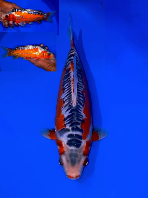 Lelang Koi Online, Jual Beli Ikan Koi, Pusat Jual Beli Koi, Info Lelang Koi Hari Ini, Platform Jual Beli Koi, Jual Beli Ikan Koi Online, Marketplace Ikan Koi, Jual Koi Terbaik, Tempat Beli Koi Berkualitas, Pasar Ikan Koi Online Terpercaya, Penjual Ikan Koi Terpercaya, Beli Koi Hias Online, Ikan Koi untuk Dijual, Koi Kualitas Terbaik, Toko Online Ikan Koi, Koi Hias Untuk Dijual, Jual Beli Ikan Koi Lokal, Koi Indonesia Online, Pusat Jual Beli Koi Terbesar