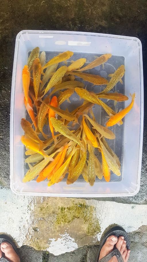 Lelang Koi Online, Jual Beli Ikan Koi, Pusat Jual Beli Koi, Info Lelang Koi Hari Ini, Platform Jual Beli Koi, Jual Beli Ikan Koi Online, Marketplace Ikan Koi, Jual Koi Terbaik, Tempat Beli Koi Berkualitas, Pasar Ikan Koi Online Terpercaya, Penjual Ikan Koi Terpercaya, Beli Koi Hias Online, Ikan Koi untuk Dijual, Koi Kualitas Terbaik, Toko Online Ikan Koi, Koi Hias Untuk Dijual, Jual Beli Ikan Koi Lokal, Koi Indonesia Online, Pusat Jual Beli Koi Terbesar