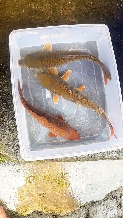 Lelang Koi Online, Jual Beli Ikan Koi, Pusat Jual Beli Koi, Info Lelang Koi Hari Ini, Platform Jual Beli Koi, Jual Beli Ikan Koi Online, Marketplace Ikan Koi, Jual Koi Terbaik, Tempat Beli Koi Berkualitas, Pasar Ikan Koi Online Terpercaya, Penjual Ikan Koi Terpercaya, Beli Koi Hias Online, Ikan Koi untuk Dijual, Koi Kualitas Terbaik, Toko Online Ikan Koi, Koi Hias Untuk Dijual, Jual Beli Ikan Koi Lokal, Koi Indonesia Online, Pusat Jual Beli Koi Terbesar