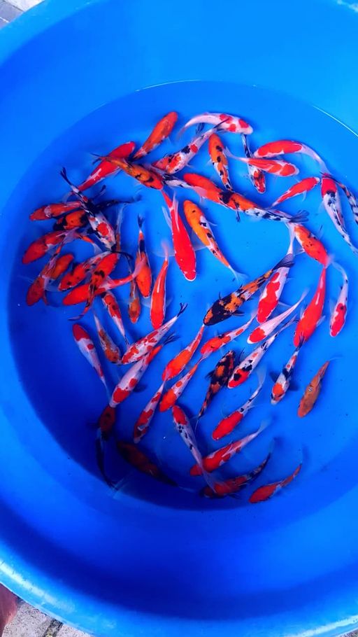 Lelang Koi Online, Jual Beli Ikan Koi, Pusat Jual Beli Koi, Info Lelang Koi Hari Ini, Platform Jual Beli Koi, Jual Beli Ikan Koi Online, Marketplace Ikan Koi, Jual Koi Terbaik, Tempat Beli Koi Berkualitas, Pasar Ikan Koi Online Terpercaya, Penjual Ikan Koi Terpercaya, Beli Koi Hias Online, Ikan Koi untuk Dijual, Koi Kualitas Terbaik, Toko Online Ikan Koi, Koi Hias Untuk Dijual, Jual Beli Ikan Koi Lokal, Koi Indonesia Online, Pusat Jual Beli Koi Terbesar