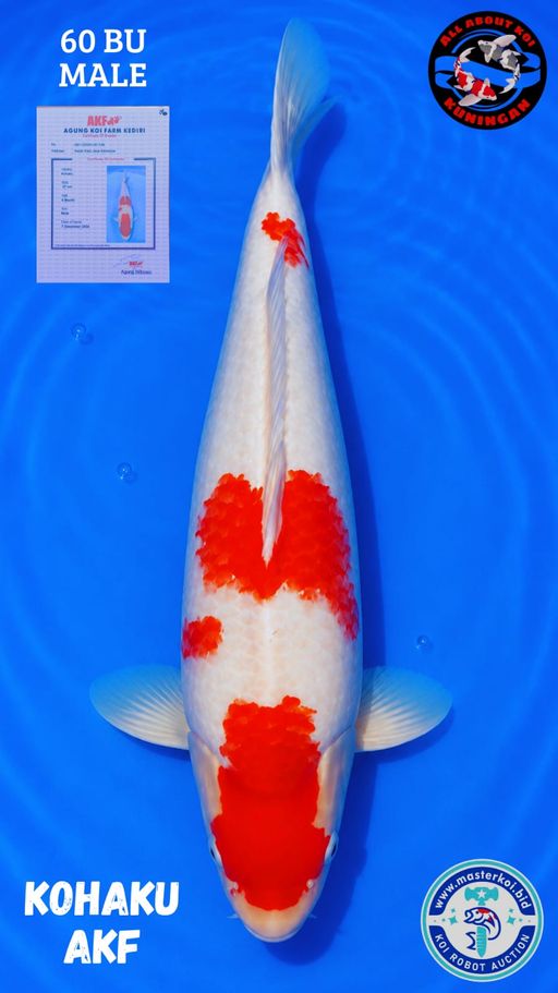 Lelang Koi Online, Jual Beli Ikan Koi, Pusat Jual Beli Koi, Info Lelang Koi Hari Ini, Platform Jual Beli Koi, Jual Beli Ikan Koi Online, Marketplace Ikan Koi, Jual Koi Terbaik, Tempat Beli Koi Berkualitas, Pasar Ikan Koi Online Terpercaya, Penjual Ikan Koi Terpercaya, Beli Koi Hias Online, Ikan Koi untuk Dijual, Koi Kualitas Terbaik, Toko Online Ikan Koi, Koi Hias Untuk Dijual, Jual Beli Ikan Koi Lokal, Koi Indonesia Online, Pusat Jual Beli Koi Terbesar