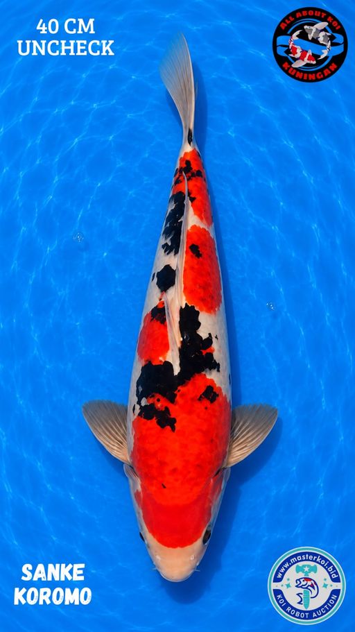 Lelang Koi Online, Jual Beli Ikan Koi, Pusat Jual Beli Koi, Info Lelang Koi Hari Ini, Platform Jual Beli Koi, Jual Beli Ikan Koi Online, Marketplace Ikan Koi, Jual Koi Terbaik, Tempat Beli Koi Berkualitas, Pasar Ikan Koi Online Terpercaya, Penjual Ikan Koi Terpercaya, Beli Koi Hias Online, Ikan Koi untuk Dijual, Koi Kualitas Terbaik, Toko Online Ikan Koi, Koi Hias Untuk Dijual, Jual Beli Ikan Koi Lokal, Koi Indonesia Online, Pusat Jual Beli Koi Terbesar