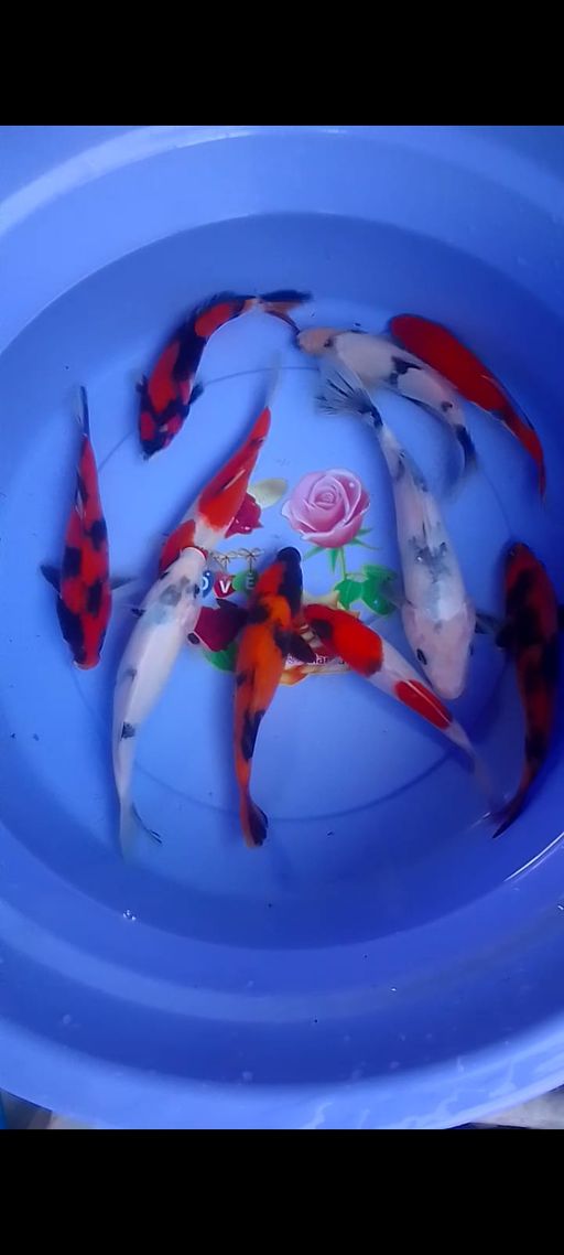 Lelang Koi Online, Jual Beli Ikan Koi, Pusat Jual Beli Koi, Info Lelang Koi Hari Ini, Platform Jual Beli Koi, Jual Beli Ikan Koi Online, Marketplace Ikan Koi, Jual Koi Terbaik, Tempat Beli Koi Berkualitas, Pasar Ikan Koi Online Terpercaya, Penjual Ikan Koi Terpercaya, Beli Koi Hias Online, Ikan Koi untuk Dijual, Koi Kualitas Terbaik, Toko Online Ikan Koi, Koi Hias Untuk Dijual, Jual Beli Ikan Koi Lokal, Koi Indonesia Online, Pusat Jual Beli Koi Terbesar