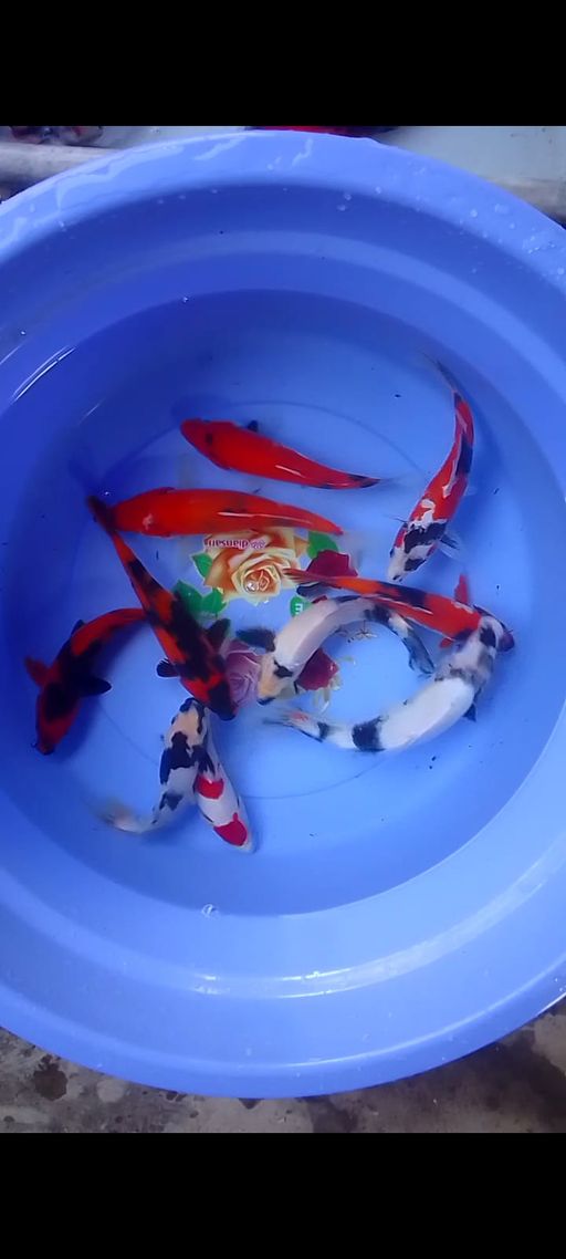 Lelang Koi Online, Jual Beli Ikan Koi, Pusat Jual Beli Koi, Info Lelang Koi Hari Ini, Platform Jual Beli Koi, Jual Beli Ikan Koi Online, Marketplace Ikan Koi, Jual Koi Terbaik, Tempat Beli Koi Berkualitas, Pasar Ikan Koi Online Terpercaya, Penjual Ikan Koi Terpercaya, Beli Koi Hias Online, Ikan Koi untuk Dijual, Koi Kualitas Terbaik, Toko Online Ikan Koi, Koi Hias Untuk Dijual, Jual Beli Ikan Koi Lokal, Koi Indonesia Online, Pusat Jual Beli Koi Terbesar