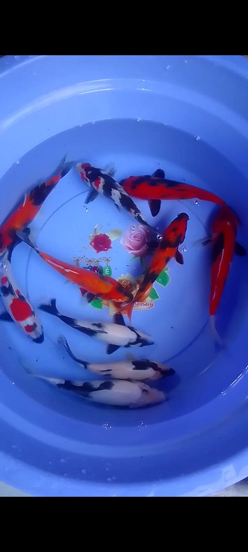 Lelang Koi Online, Jual Beli Ikan Koi, Pusat Jual Beli Koi, Info Lelang Koi Hari Ini, Platform Jual Beli Koi, Jual Beli Ikan Koi Online, Marketplace Ikan Koi, Jual Koi Terbaik, Tempat Beli Koi Berkualitas, Pasar Ikan Koi Online Terpercaya, Penjual Ikan Koi Terpercaya, Beli Koi Hias Online, Ikan Koi untuk Dijual, Koi Kualitas Terbaik, Toko Online Ikan Koi, Koi Hias Untuk Dijual, Jual Beli Ikan Koi Lokal, Koi Indonesia Online, Pusat Jual Beli Koi Terbesar