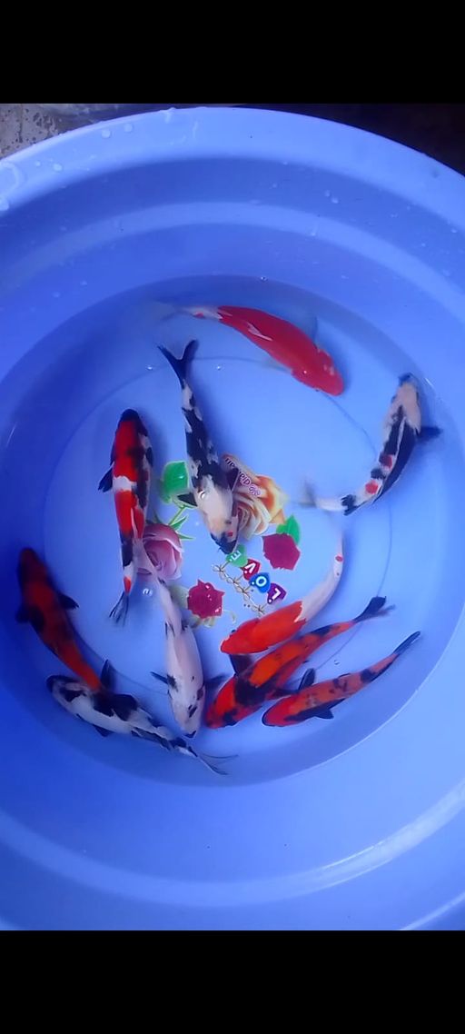 Lelang Koi Online, Jual Beli Ikan Koi, Pusat Jual Beli Koi, Info Lelang Koi Hari Ini, Platform Jual Beli Koi, Jual Beli Ikan Koi Online, Marketplace Ikan Koi, Jual Koi Terbaik, Tempat Beli Koi Berkualitas, Pasar Ikan Koi Online Terpercaya, Penjual Ikan Koi Terpercaya, Beli Koi Hias Online, Ikan Koi untuk Dijual, Koi Kualitas Terbaik, Toko Online Ikan Koi, Koi Hias Untuk Dijual, Jual Beli Ikan Koi Lokal, Koi Indonesia Online, Pusat Jual Beli Koi Terbesar