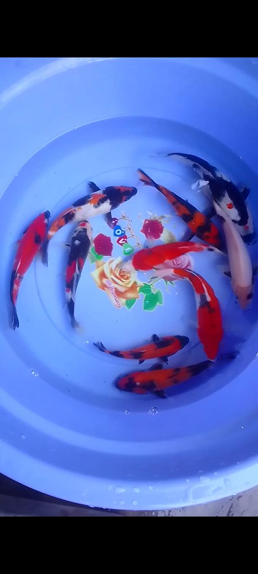 Lelang Koi Online, Jual Beli Ikan Koi, Pusat Jual Beli Koi, Info Lelang Koi Hari Ini, Platform Jual Beli Koi, Jual Beli Ikan Koi Online, Marketplace Ikan Koi, Jual Koi Terbaik, Tempat Beli Koi Berkualitas, Pasar Ikan Koi Online Terpercaya, Penjual Ikan Koi Terpercaya, Beli Koi Hias Online, Ikan Koi untuk Dijual, Koi Kualitas Terbaik, Toko Online Ikan Koi, Koi Hias Untuk Dijual, Jual Beli Ikan Koi Lokal, Koi Indonesia Online, Pusat Jual Beli Koi Terbesar